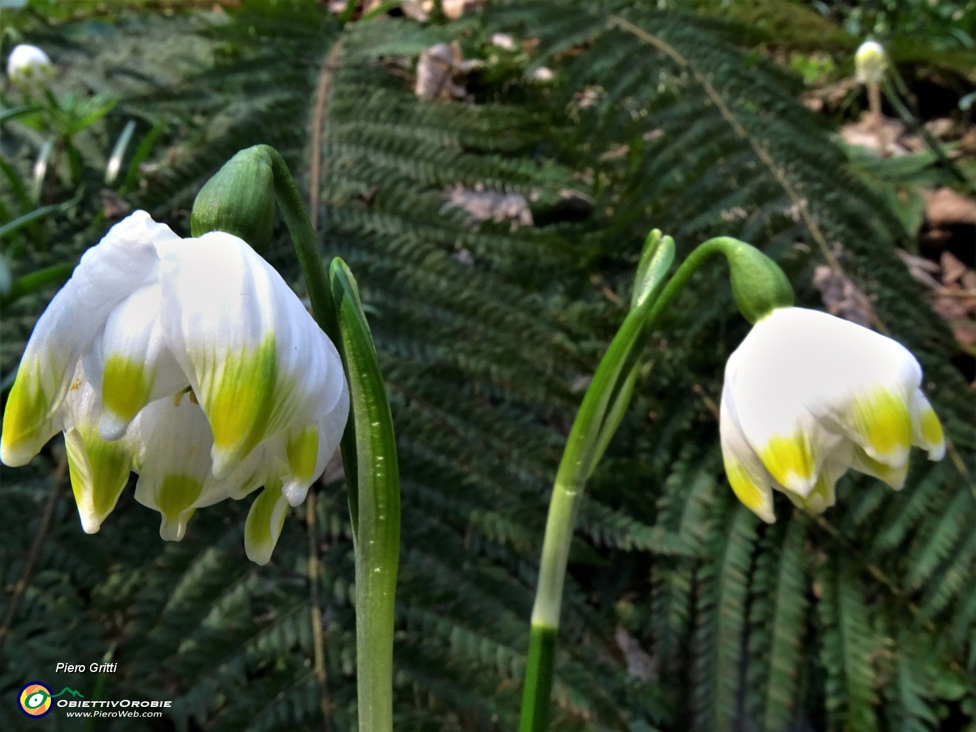 28 Leucojum vernum (Campanelle).JPG -                                